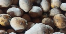 Venta de patatas de siembra Tajfun. Papa comprada de