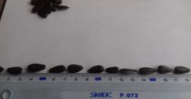 Compro grandes cantidades, regularmente, de semillas de girasol (grado