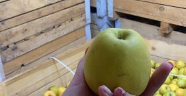 Manzanas golden delicious para procesar. Contamos con una cantidad