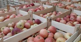 Mi Empresa esta lista para ofrecerle manzanas de excelente