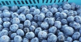 Arándanos frescos de alta calidad de Georgia, disponibles a