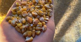 Vendo maíz de producción 2021, cantidad 30/35 toneladas, precio