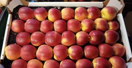 Hola vendo manzanas numero de camiones principe 7.5+, dorado