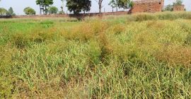 Ajo para sellar 60 por kg