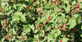 Vendo moras en cazuela u otra