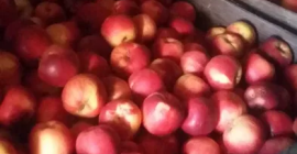 Vendo manzanas para jugos e industria a precio negociable.