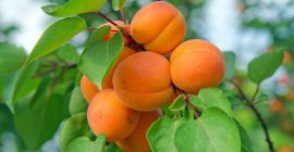 mín. Compra Cantidad: 10 toneladas Ubicación: Malatya Envíos a: