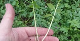 Venderé una gran cantidad de plántulas de valeriana, para