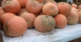 Hola. Estoy buscando compradores de calabazas para la temporada