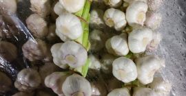 Hola. Venta de ajo de Egipto. Precio por kg