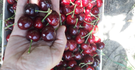Venderemos cerezas: Burlat, Sweet Arianna. Black Star, Carmen, Prime