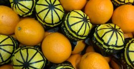 Vendo naranjas a granel, en palet o al por