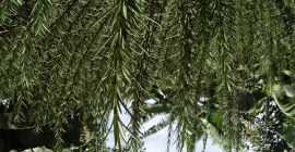 Vendemos hojas frescas de romero directamente del jardín y