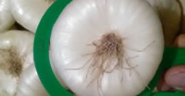 Vendo cebollas a buen precio tel: +393332290153