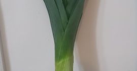 Venderé un puerro grueso directamente del campo. contacto 721