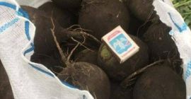 Heridos: -Koperek -Pietruszka -buraczany -Cebula -Kalafior -Daikon - marchewki