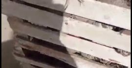 Venta al por mayor de remolachas en grandes cantidades