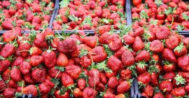 Venderé una fresa española solo en cantidades de paletas