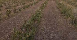 Tenemos alrededor de 100 decáreas de Viking/Nero aronia -