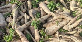 Venderé perejil directamente del campo. 8 toneladas