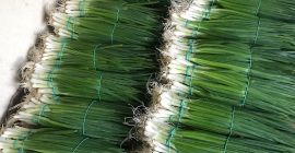 Vendo cebollín verde de cebollín, el precio es de