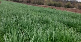 Venderé cebolletas de la tierra. Racimos o kilos. Precio