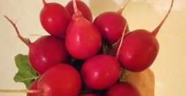 Venderé un rábano a principios de mayo. Somos una