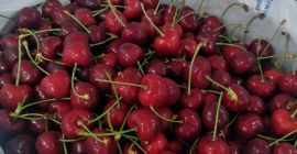 Queridos amigos, les ofrezco cerezas frescas a un precio