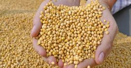 Buenos Dias. Venderé soja. Precio 2,70 PLN / kg.