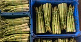 Venta de espárragos blancos y verdes. Cantidades de palets.