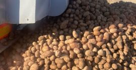 Patatas 4+