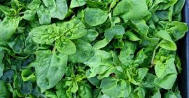 Venderé mis propias espinacas, sin fumigar. 10 zlotys por