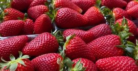 Fresas de Albani. Certificado GLOBAL GAP. Presentación: 9 envases