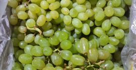 Vendo Uvas para jugos, conservas, alcoholes, etc. Grandes cantidades.