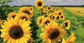 Se venden flores decorativas de girasol. yo soy el