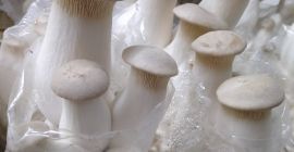 Desde 2013, nuestra empresa se dedica al cultivo industrial