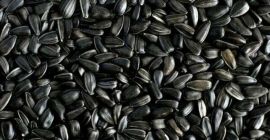 Venta de semillas de girasol para la producción de