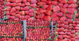Fresas jugosas de Grecia Cartón 5 kg Precio 1,65