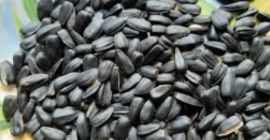 Venta de semillas. Se está discutiendo el precio. Hasta