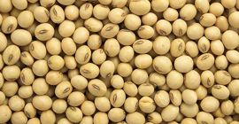 Semilla de soja de primera calidad a precio de