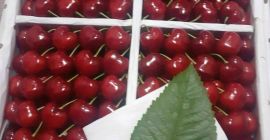 Cereza dulce de Uzbekistán. Tiempo de entrega: Del 06/01/2022