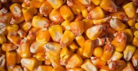 La empresa agrícola de Ucrania ofrece GRANO DE MAÍZ