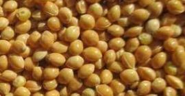 Mijo amarillo Origen Ucrania cosecha 2021 disponible gran stock