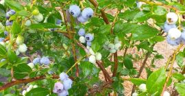 Tendré arándanos de una pequeña plantación en crecimiento para
