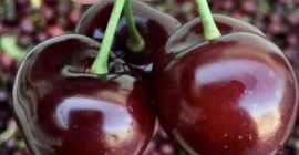 Bigaro Burlat y Van Cherries en venta - super