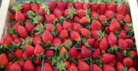Venta de fresas Victoria. Envasado en jaulas de 5
