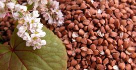 Semillas de trigo sarraceno al por mayor. Vendemos semillas