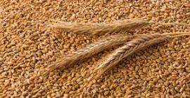 Venta de productos de cereales ucranianos en grandes cantidades: