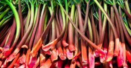 Venderé un ruibarbo frambuesa, unas 8 toneladas. Sabroso y