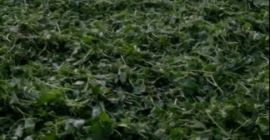 Ofrecemos una gran variedad de hierbas diferentes y frutas